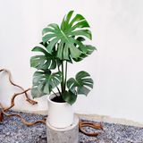  Cây Monstera Deliciosa nội thất 