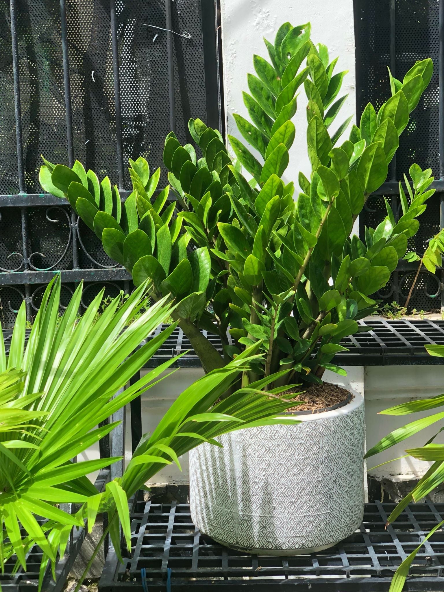  Cây Kim tiền nội thất size lớn 