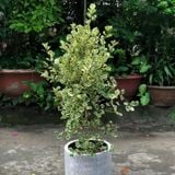  Cây Si Thái ưa nắng size lớn 