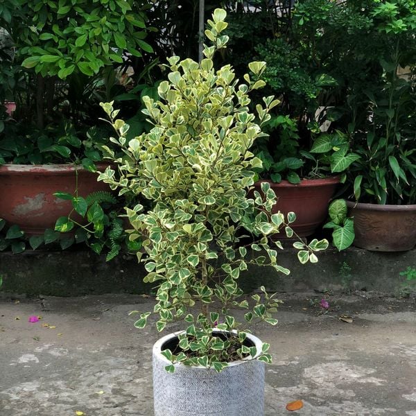  Cây Si Thái ưa nắng size lớn 