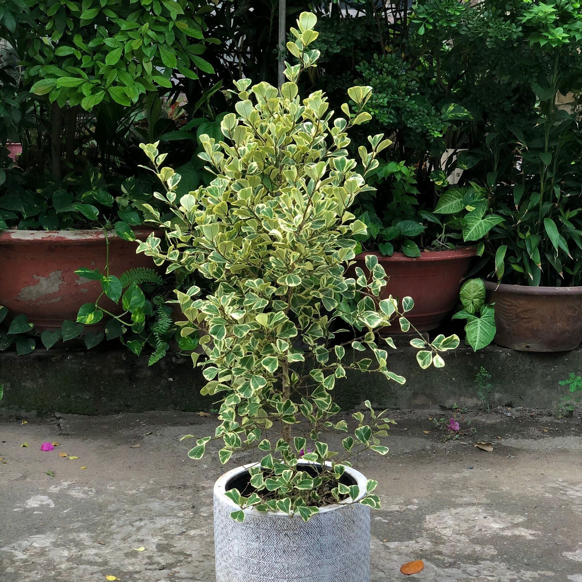  Cây Si Thái ưa nắng size lớn 