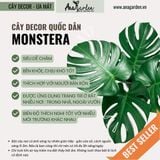 Cây Monstera Deliciosa nội thất 