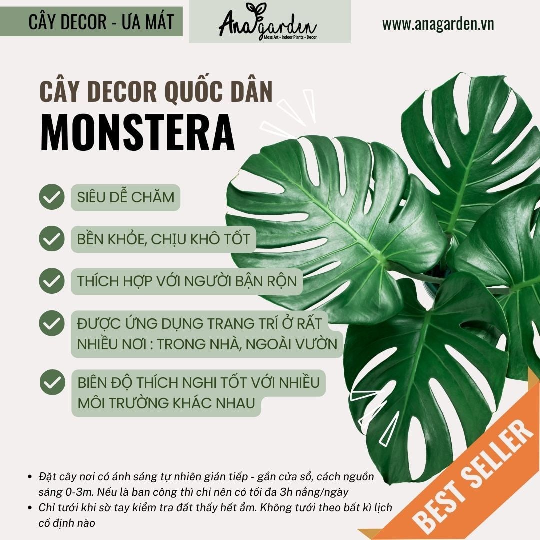  Cây Monstera Deliciosa nội thất 
