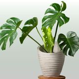  Cây Monstera Deliciosa nội thất 
