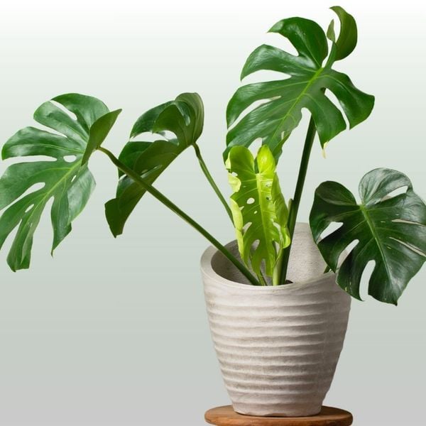  Cây Monstera Deliciosa nội thất 