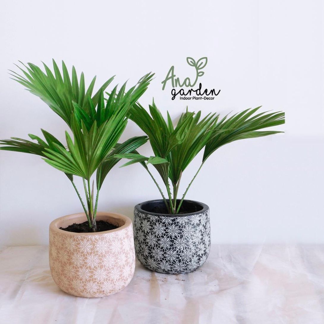  Cây Cọ Ta nội thất size lớn 