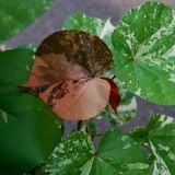  Cây Tra Var ưa nắng size nhỏ 