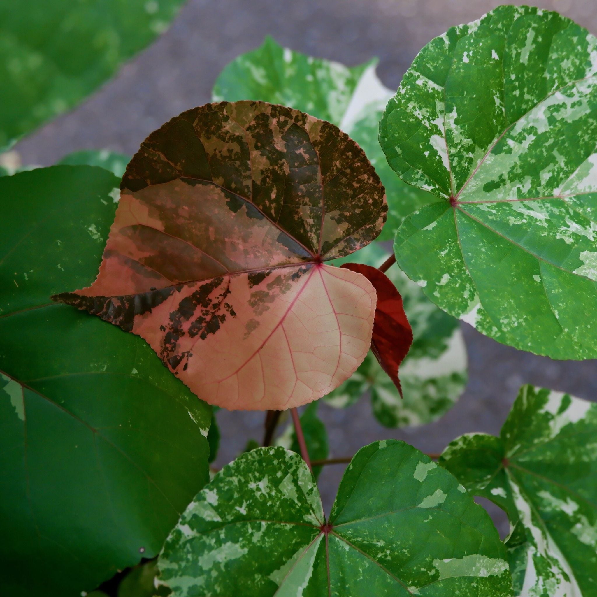  Cây Tra Var ưa nắng size nhỏ 