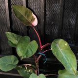  Cây Pink princess nội thất 