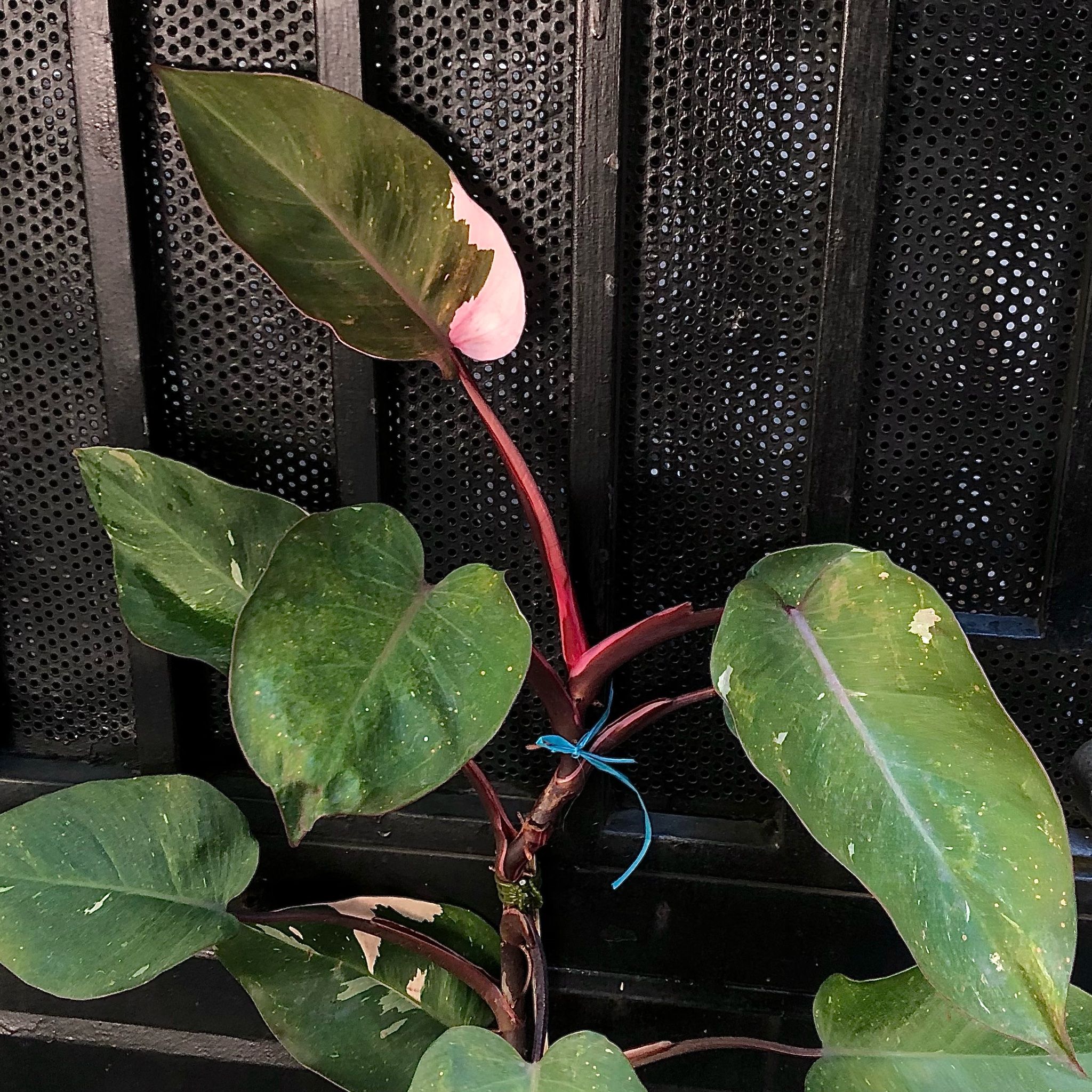  Cây Pink princess nội thất 