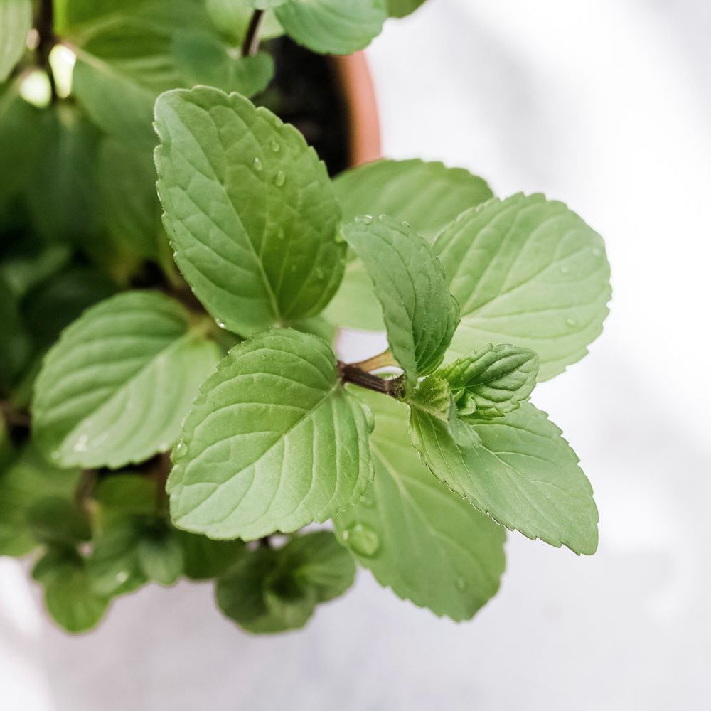  Bạc hà socola (Chocolatemint) 