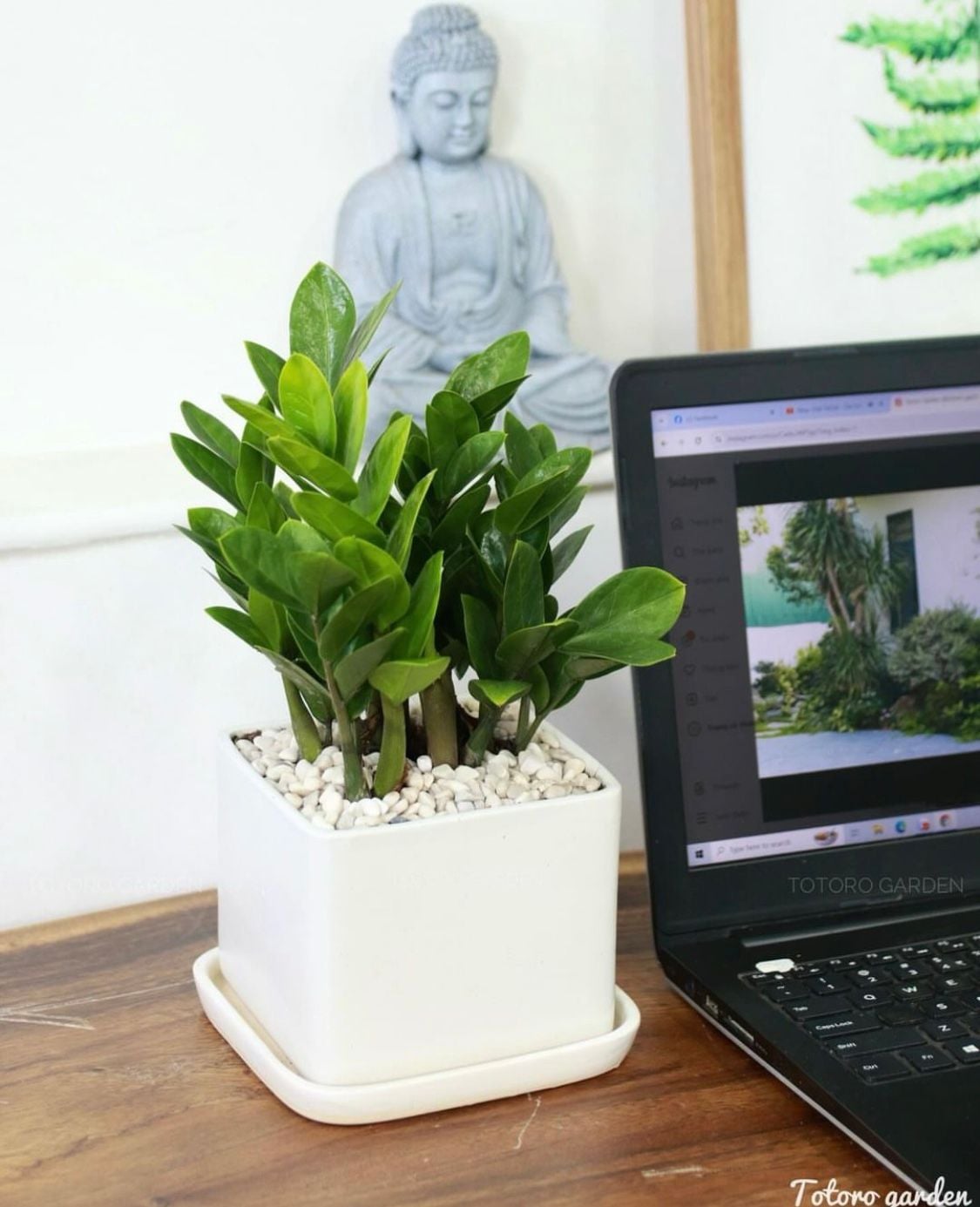  Cây Kim tiền nội thất size lớn 