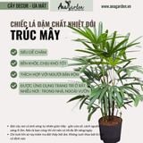  Cây Trúc Mây nội thất size lớn 