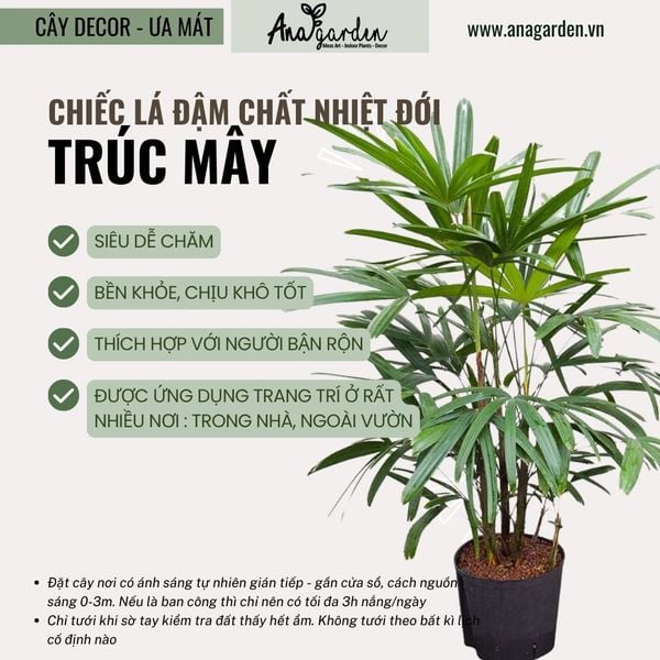  Cây Trúc Mây nội thất size lớn 