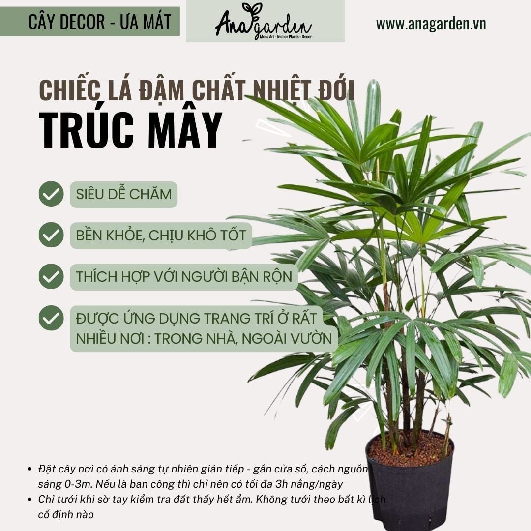  Cây Trúc Mây nội thất size lớn 