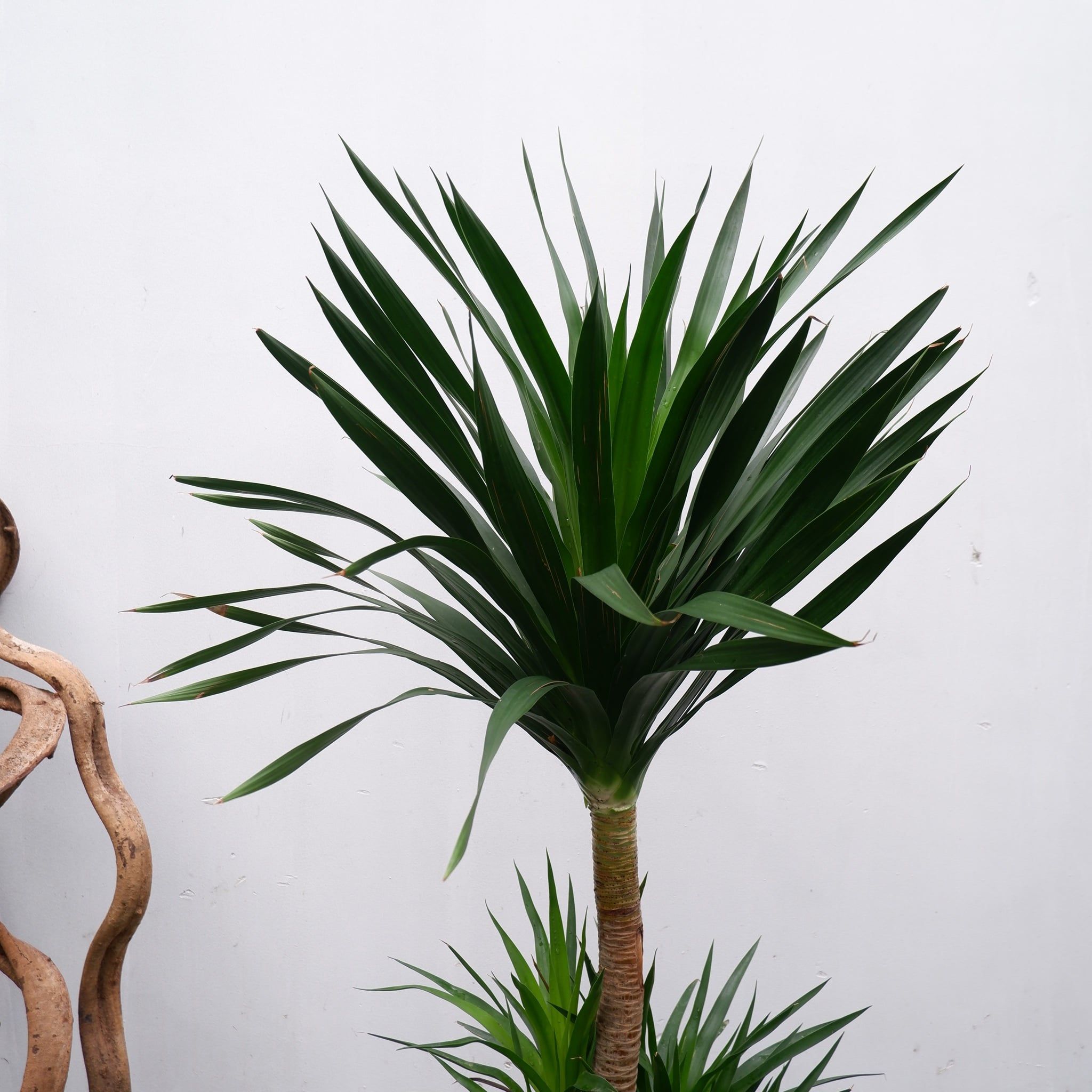  Cây Phát tài núi size lớn 