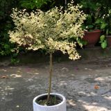  Cây Bàng Đài Loan cẩm thạch ưa nắng 