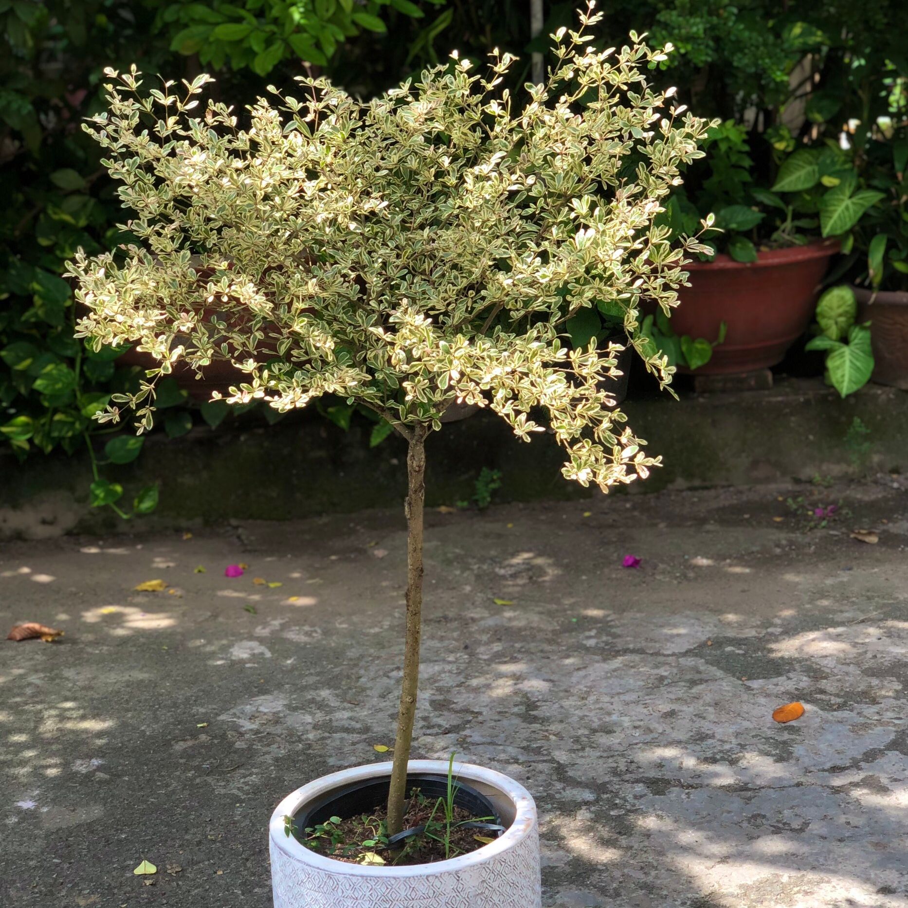  Cây Bàng Đài Loan cẩm thạch ưa nắng 