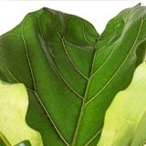  Cây Bàng Sing trồng nội thất 