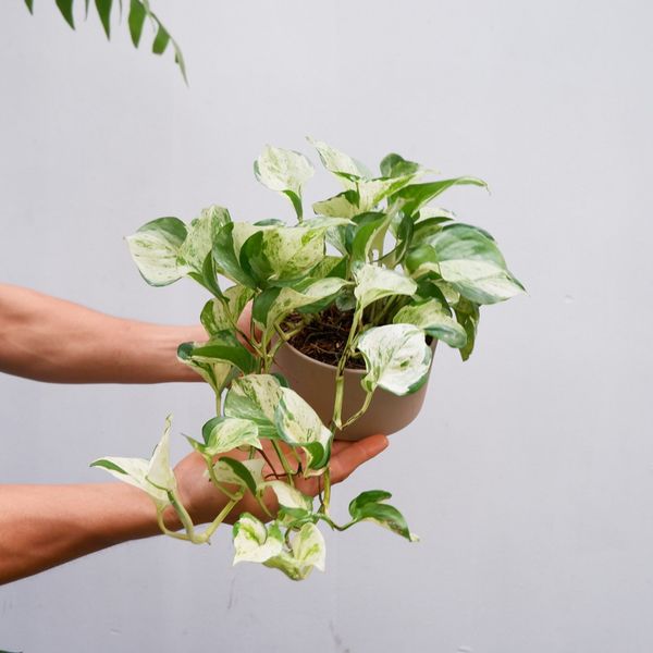  Cây Trầu Bà Sữa Marble nội thất 
