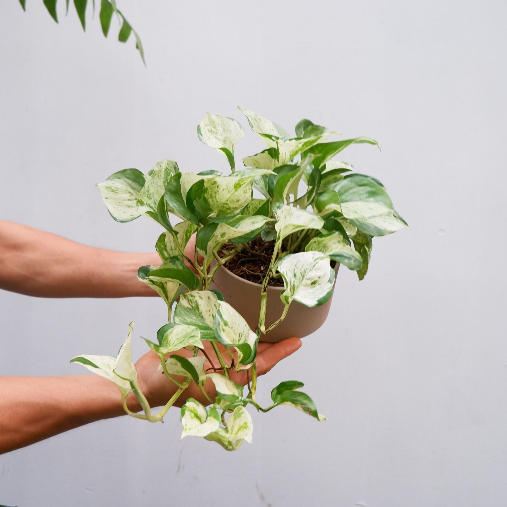  Cây Trầu Bà Sữa Marble nội thất 