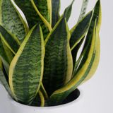  Cây Lưỡi hổ nội thất size nhỏ 