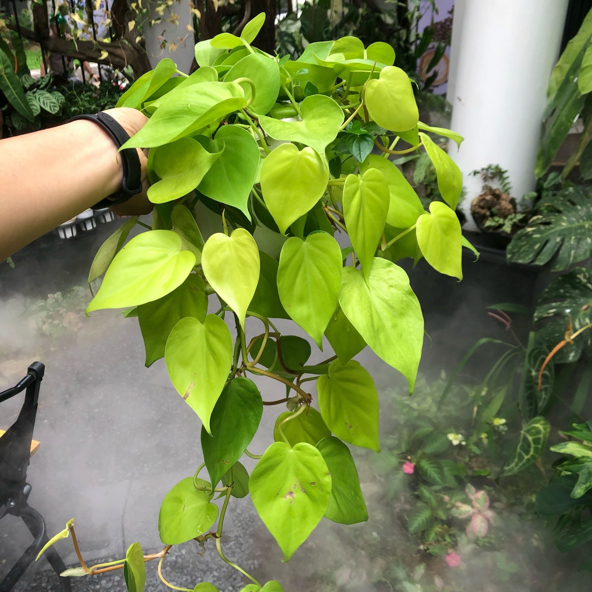  Cây Trầu Bà Neon treo nội thất 