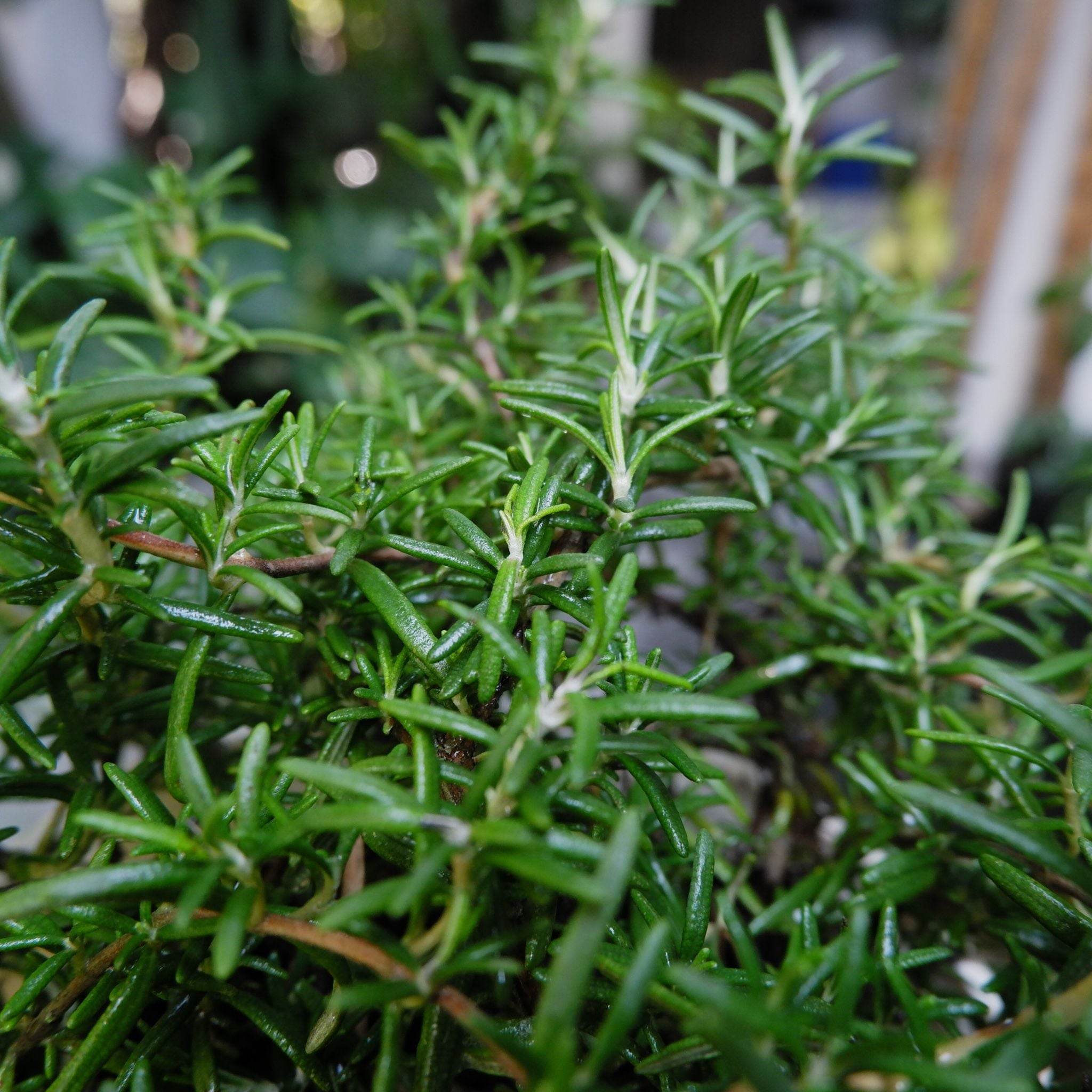 Cây Hương thảo (Rosemary) 