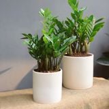  Cây Kim tiền nội thất size lớn 