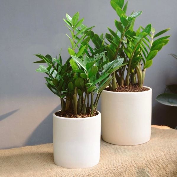  Cây Kim tiền nội thất size lớn 