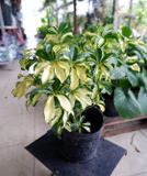  Cây Ngũ gia bì cẩm thạch nội thất 