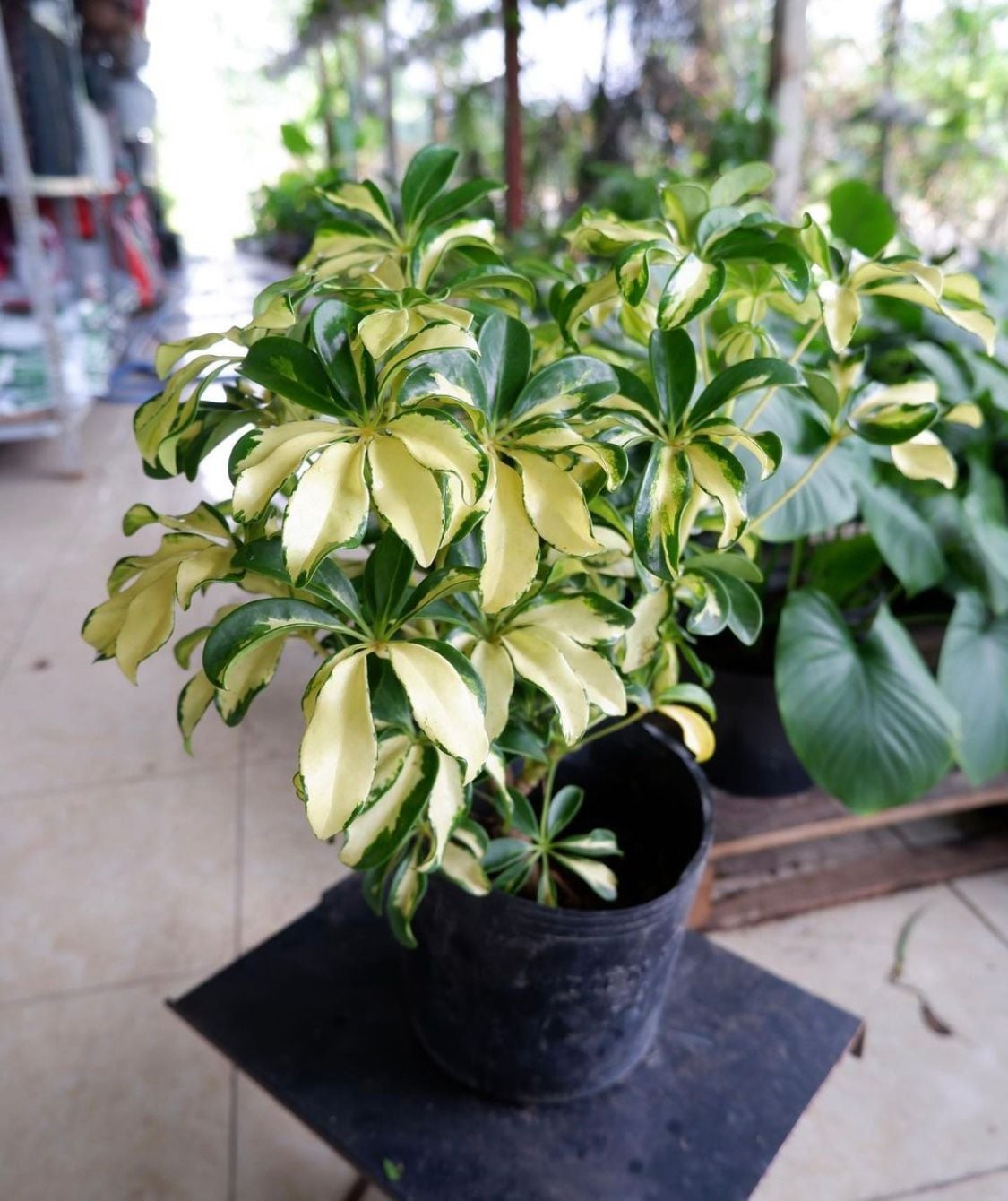  Cây Ngũ gia bì cẩm thạch nội thất 