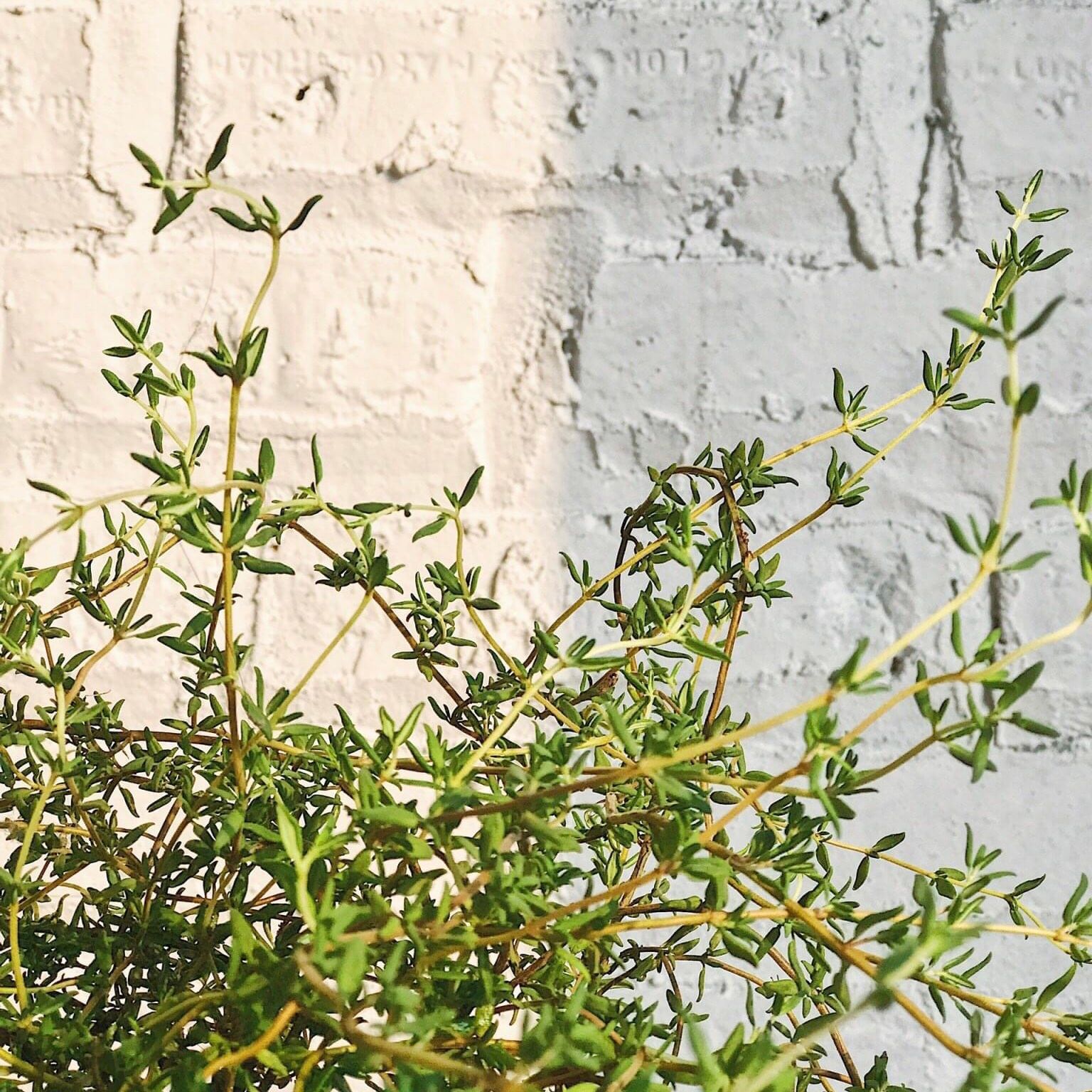  Xạ hương (Thyme, Common thyme) 