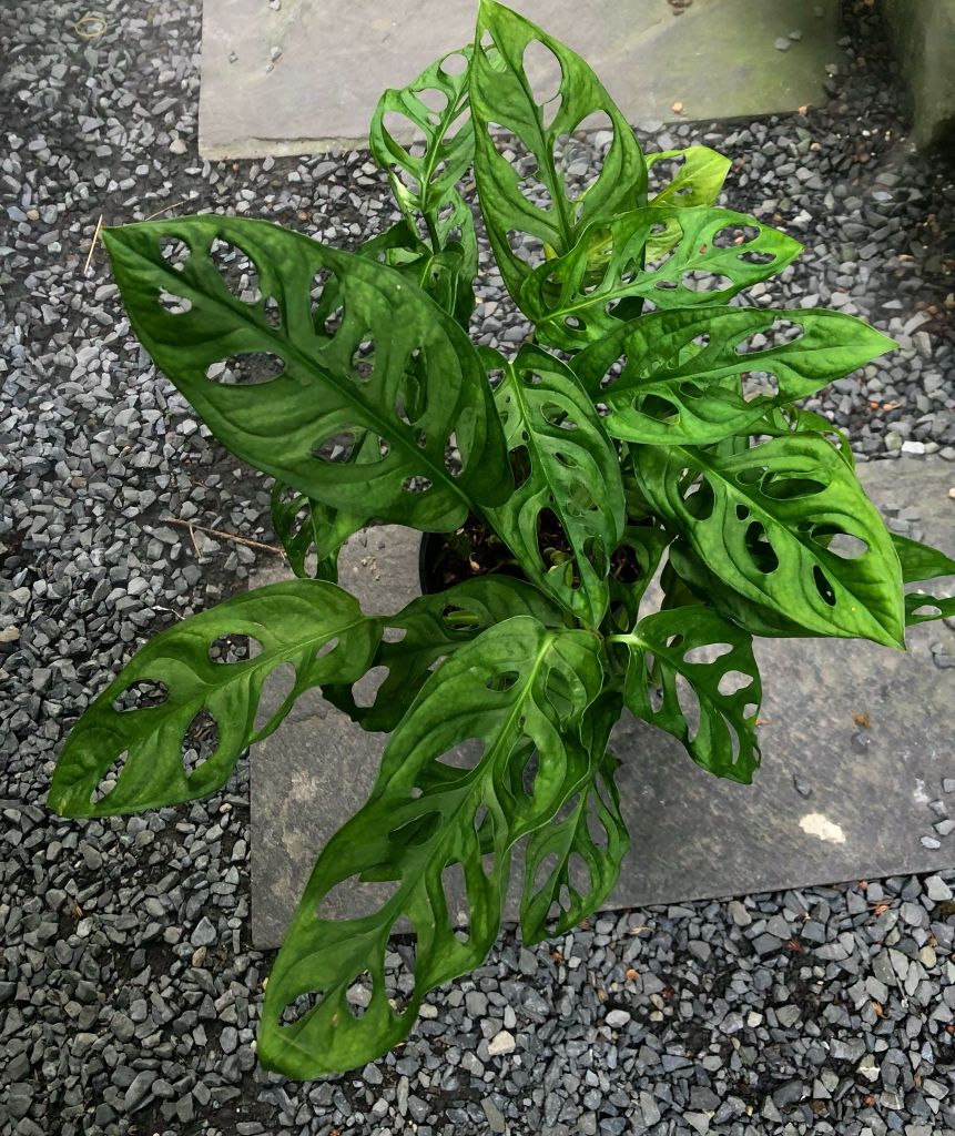  Cây Trầu Bà Lỗ trồng nội thất 