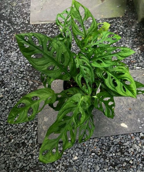  Cây Trầu Bà Lỗ trồng nội thất 