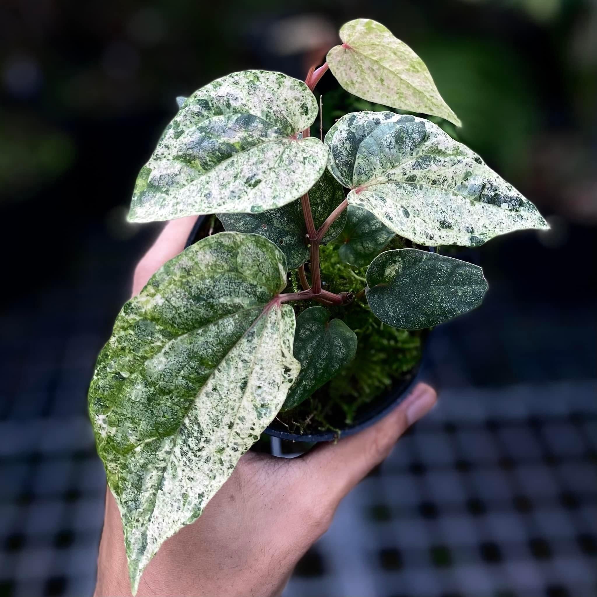  Piper sylvaticum var albo sưu tầm 