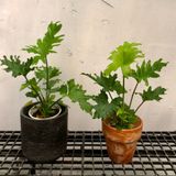  Cây Trầu bà thanh xuân size nhỏ 