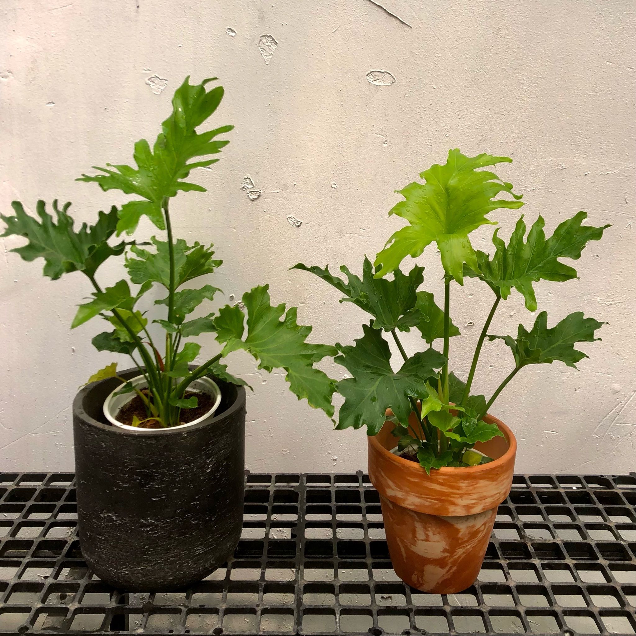  Cây Trầu bà thanh xuân size nhỏ 