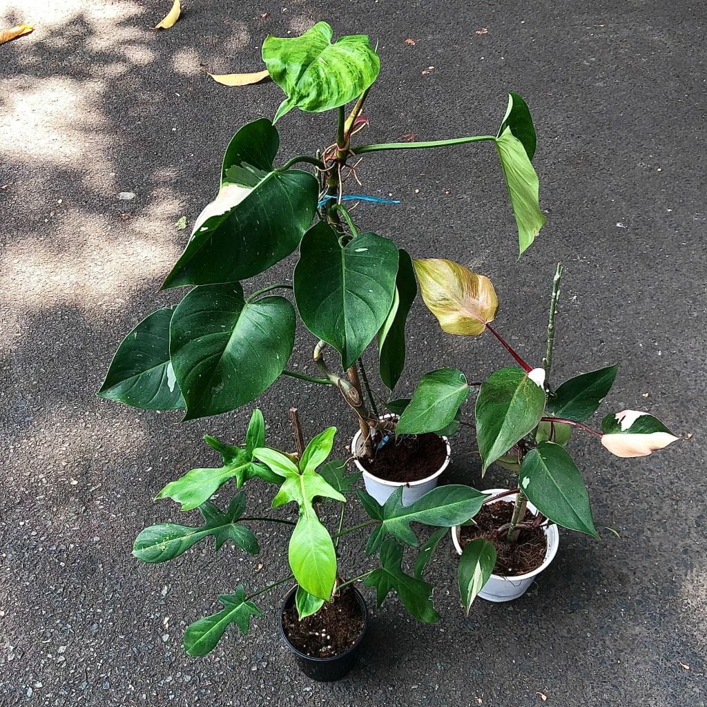  Combo 3 cây trồng nội thất 1 