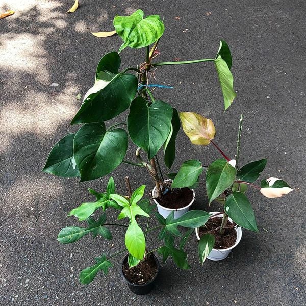  Combo 3 cây trồng nội thất 1 