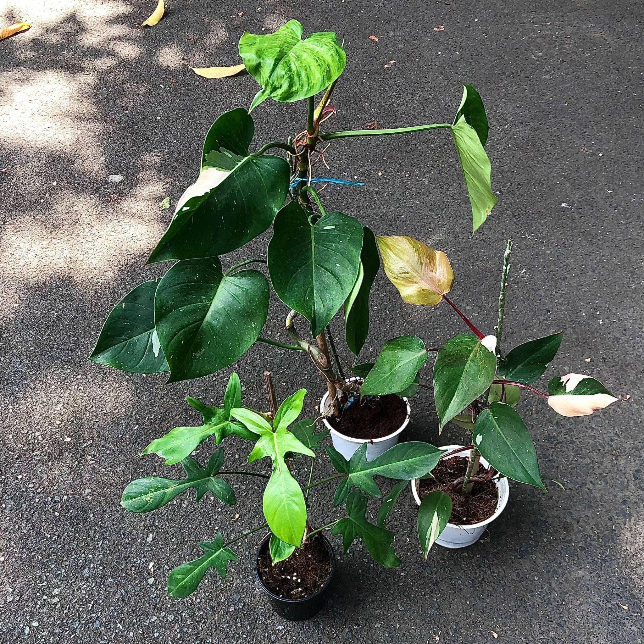  Combo 3 cây trồng nội thất 1 