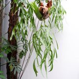  Cây Ổ rồng Treo trồng nội thất 