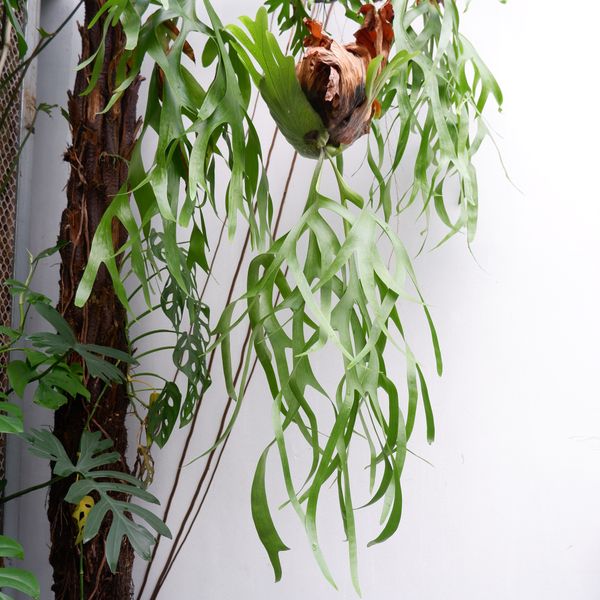  Cây Ổ rồng Treo trồng nội thất 