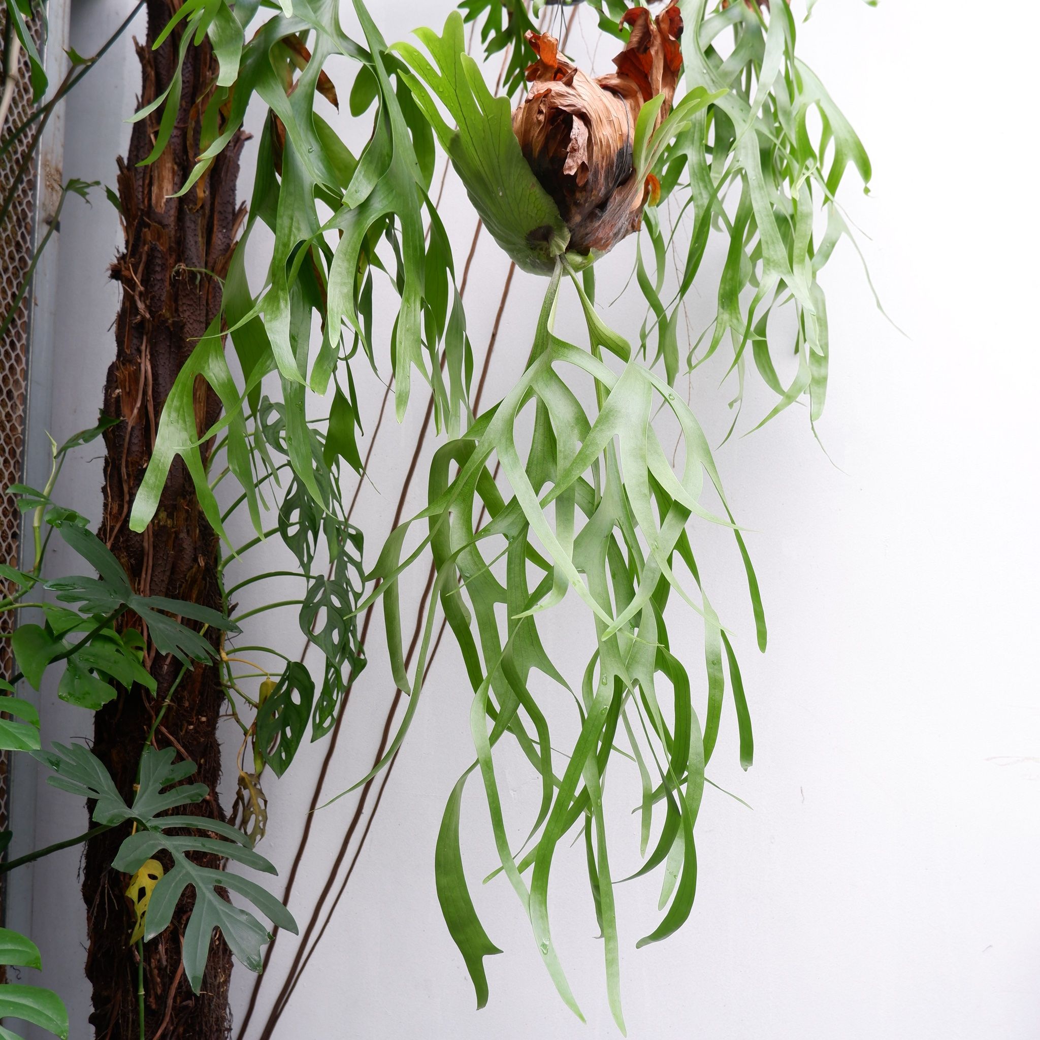  Cây Ổ rồng Treo trồng nội thất 