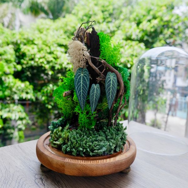  Chụp Thủy Tinh Rêu D12-H20 001 