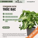  Cây Sygonium Batik size nhỏ 