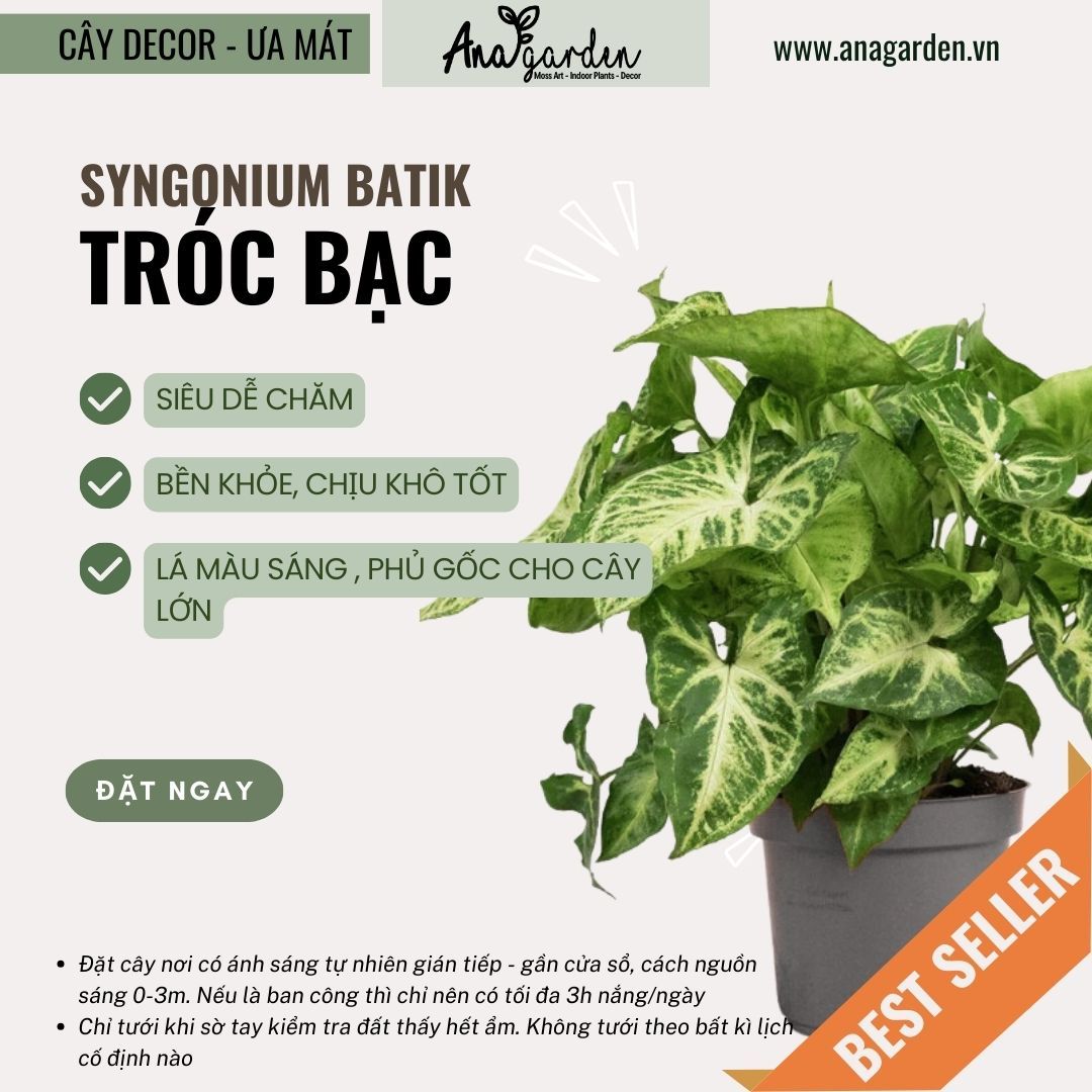  Cây Sygonium Batik size nhỏ 
