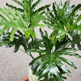  Cây Trầu bà thanh xuân size nhỏ 