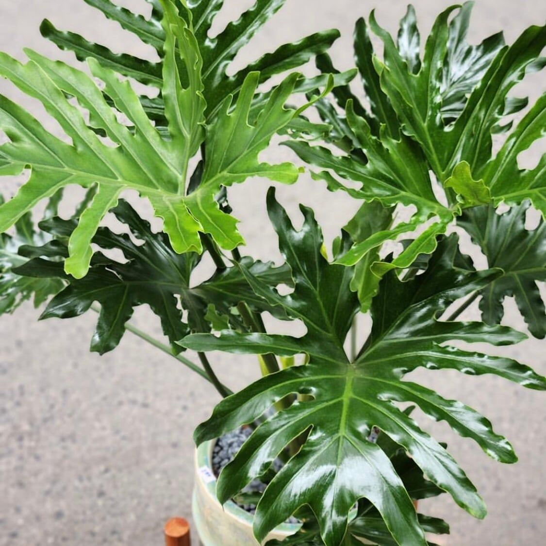  Cây Trầu bà thanh xuân size nhỏ 