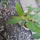  Bạch đàn chanh (Eucalyptus citriodora) 